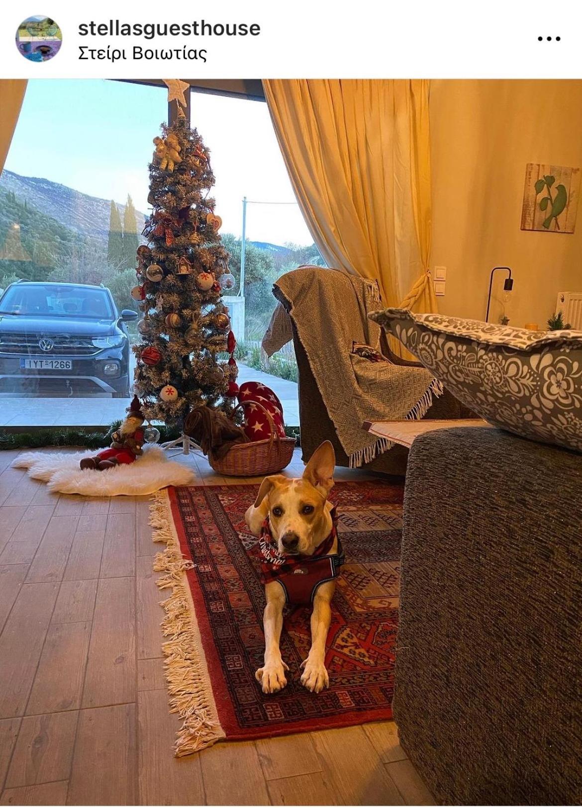 Stellas Guesthouse Near Arachova Stírion Eksteriør bilde